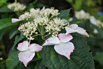 Photo: <a href="http://en.japantravel.com/kanagawa/hasedera-hydrangea-garden-kamakura/13685" target="_blank" rel="noreferrer noopener nofollow">Jessica A Paje </a>