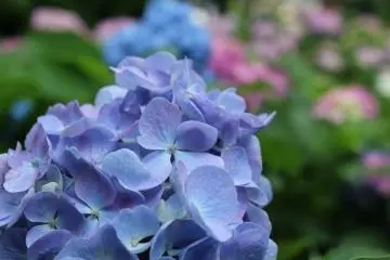 Photo: <a href="http://en.japantravel.com/kanagawa/hasedera-hydrangea-garden-kamakura/13685" target="_blank" rel="noreferrer noopener nofollow">Jessica A Paje </a>