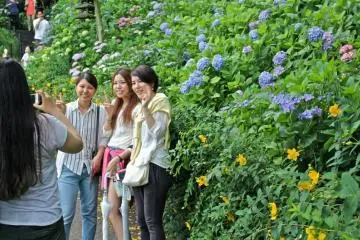 Photo: <a href="http://en.japantravel.com/kanagawa/hasedera-hydrangea-garden-kamakura/13685" target="_blank" rel="noreferrer noopener nofollow">Jessica A Paje </a>