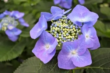 Photo: <a href="http://en.japantravel.com/kanagawa/hasedera-hydrangea-garden-kamakura/13685" target="_blank" rel="noreferrer noopener nofollow">Jessica A Paje </a>