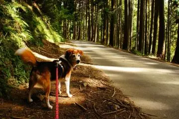 My Weekend at Animal Refuge Kansai
