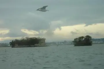 <p>Matsushima island displaying sedimentary layering (bedding) visible with a seagull in flight.</p>