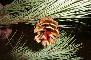 <p>One of the many pine cones on the island- this one is quite cute!</p>