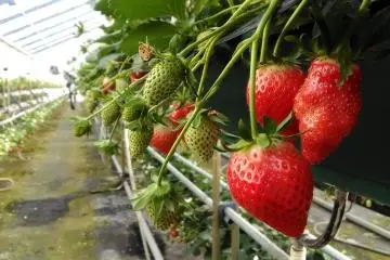 Strawberry picking at Dole Land