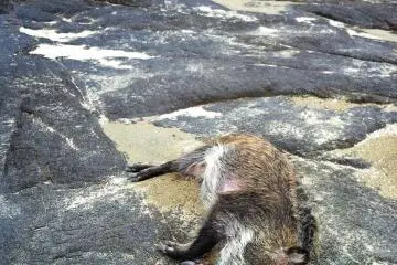 There are lots of wild boar in Ehime, and they're known to swim between the islands. But the currents are treacherous, and sometimes they don't make it.