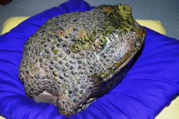 What might have inspired the master to carve this frog? His own hangover face??
