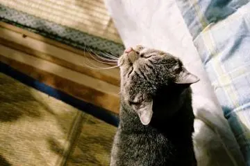 Jangan beritahu kucing tentang lubang yang ada di dinding kedai tuna