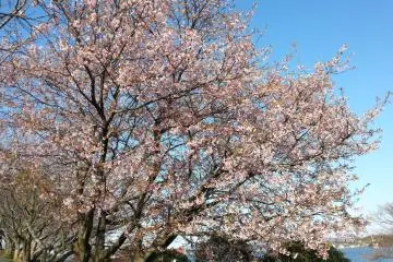 Cherry blossoms just started blooming