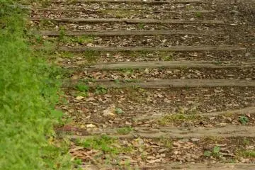 The tracks are being overtaken by nature.