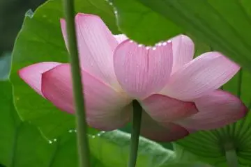 보슬비에 연약한 꽃