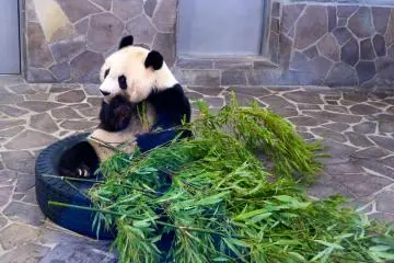 One of the famous pandas at Kobe Oji Zoo