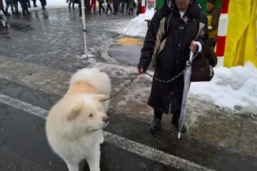 A beige Akita dog