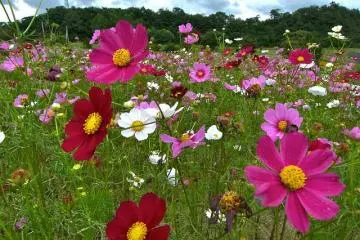 Beautiful cosmos flowers growing in fields- pay small entry fee to enjoy