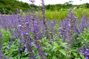 purple sage