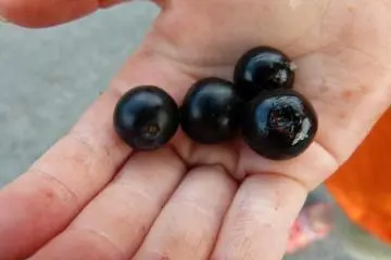 fresh blueberries