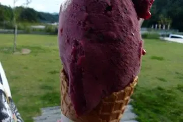Wonderful blueberry gelato made fresh on the premises of a fruit farm