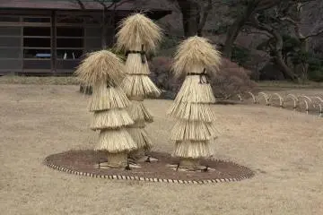 These straw pillars protect young trees from the winter cold