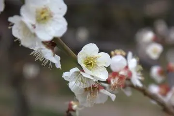Koishikawa Korakuen Gardens has flowers in bloom all year round.