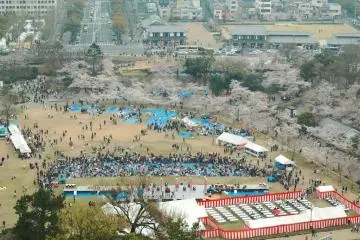Himeji Castle's grounds during the spring picnic season