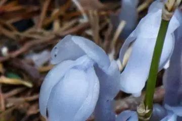 Some rare flowers can be seen too