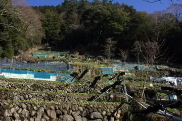 Terraced wasabi fields