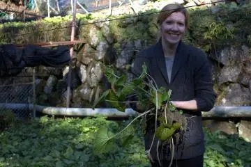 Wasabi harvesting. Fun fact: you can also eat the leaves!