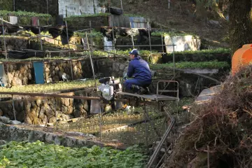 Plantation de Wasabi