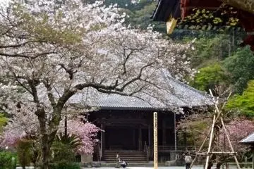 Cherry blossoms (pale pink), and flowering crab apples (deep pink)