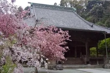 The pink flowers bloom in mid April
