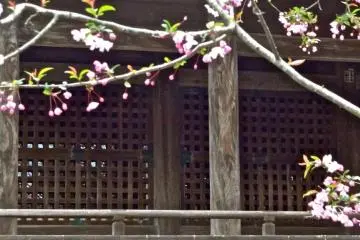 Fresh pink against quiet wood