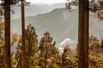  A view of the surrounding valleys from inside the forest canopy