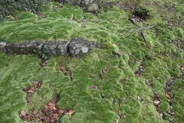 Ancient moss on the steps