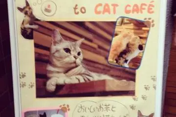 We have arrived! (Photo: nekonojikan osaka)