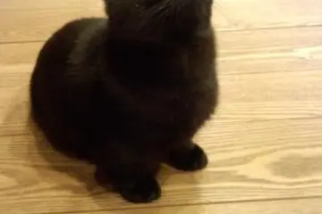 Toto-Kun a little Munchkin (Photo: nekonojikan osaka)