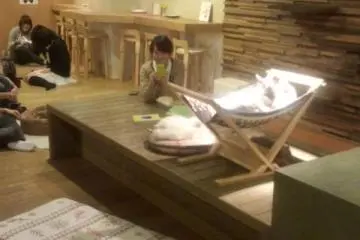 Cat cafe, osaka (Photo: nekonojikan osaka)