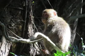 Monkey we passed along the way