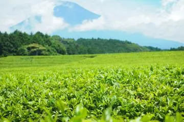 Shizuoka is said to have one of the best views of Mount Fuji