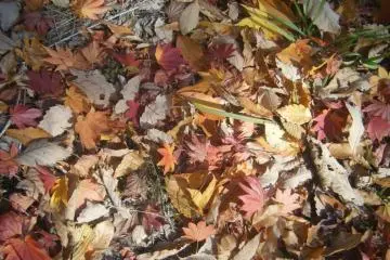 Autumn Leaves
