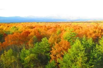 Autumn Leaves