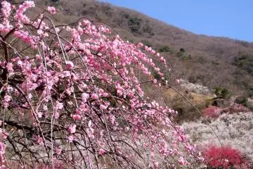 <p>ดอกพลัมมีกันอยู่หลายเฉดสี ของสีชมพูและสีม่วง</p>
