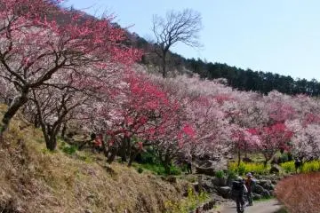 <p>ถนนในสวนที่เชิงเขา</p>