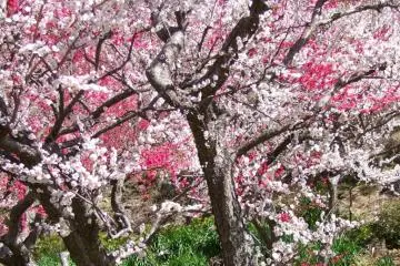 <p>การผสมผสานที่น่าสนใจของสีชมพู สีม่วง สีเขียวและสีเหลือง</p>