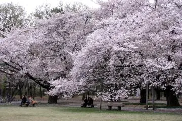 Sore hari di Taman Mitaka, Tokyo
