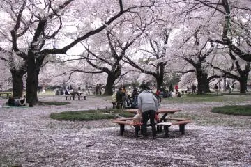 Akhir musim hanami terlihat seperti salju!