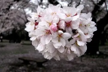 "Bola" sakura