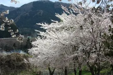 Sakura di pegunungan Nagano