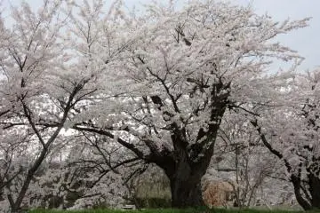 Banyak pohon sakura yang terlihat tua
