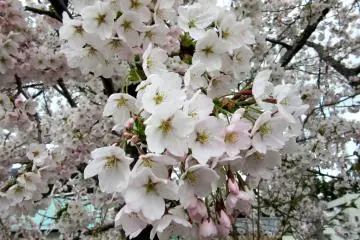 Bunga-bunga sakura yang bermunculan - sangat menakjubkan!