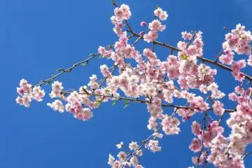 Sakura di hari yang cerah