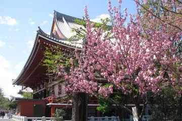 Sakura di Asakusa, Tokyo